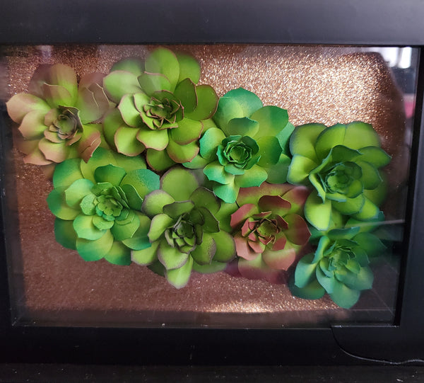 Succulents Box